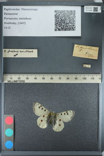 Media type: image;   Entomology 174389